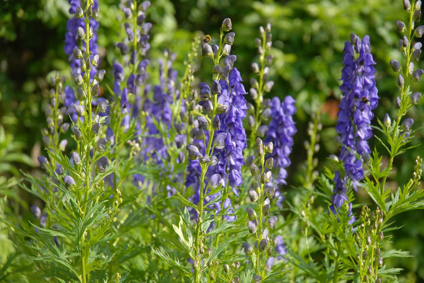 Monkshood flowers