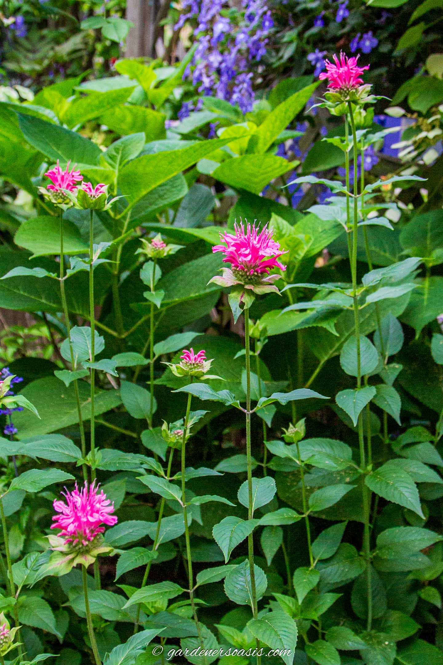 pink bee balm flowers in a cottage garden