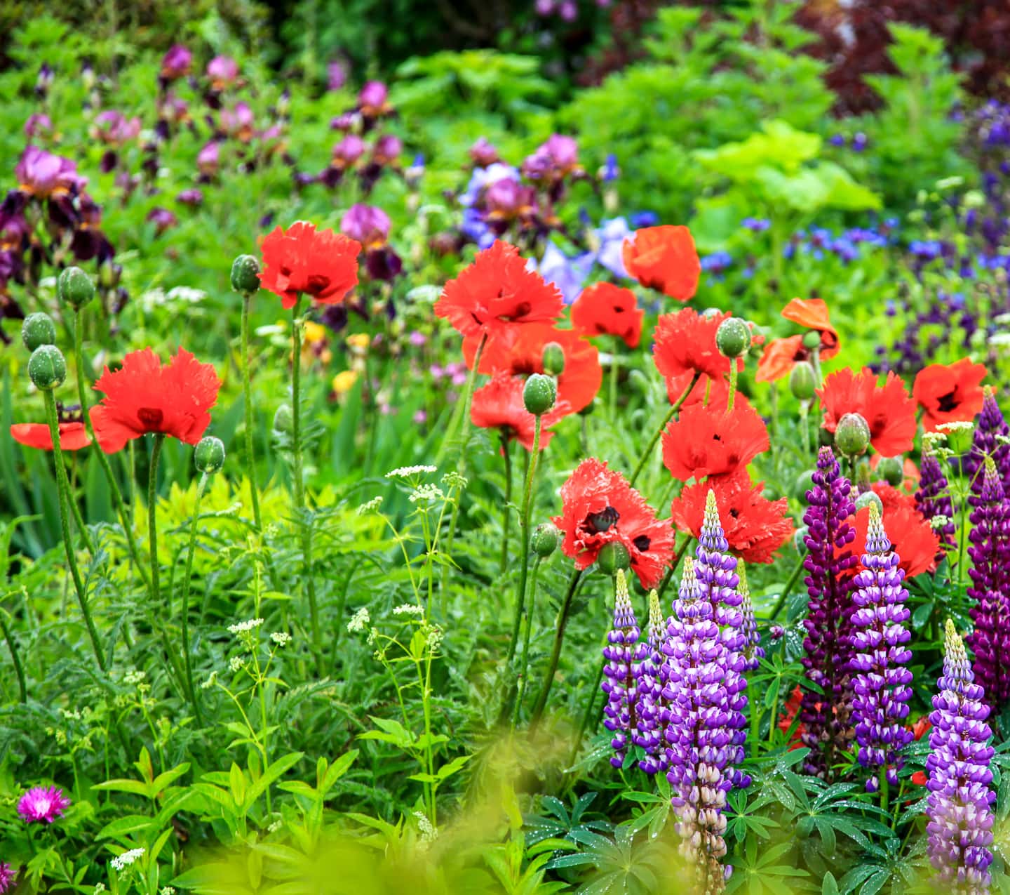 Poppies blooming in a cottage garden with lupines and irises in the background