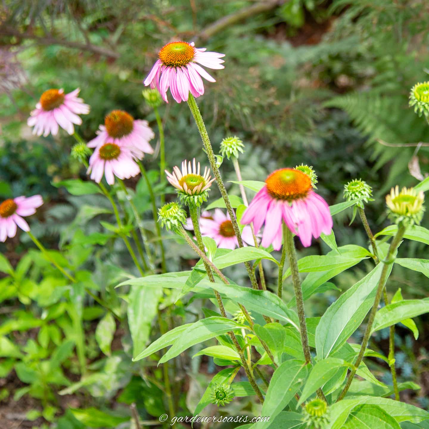 pink echinacea flowers