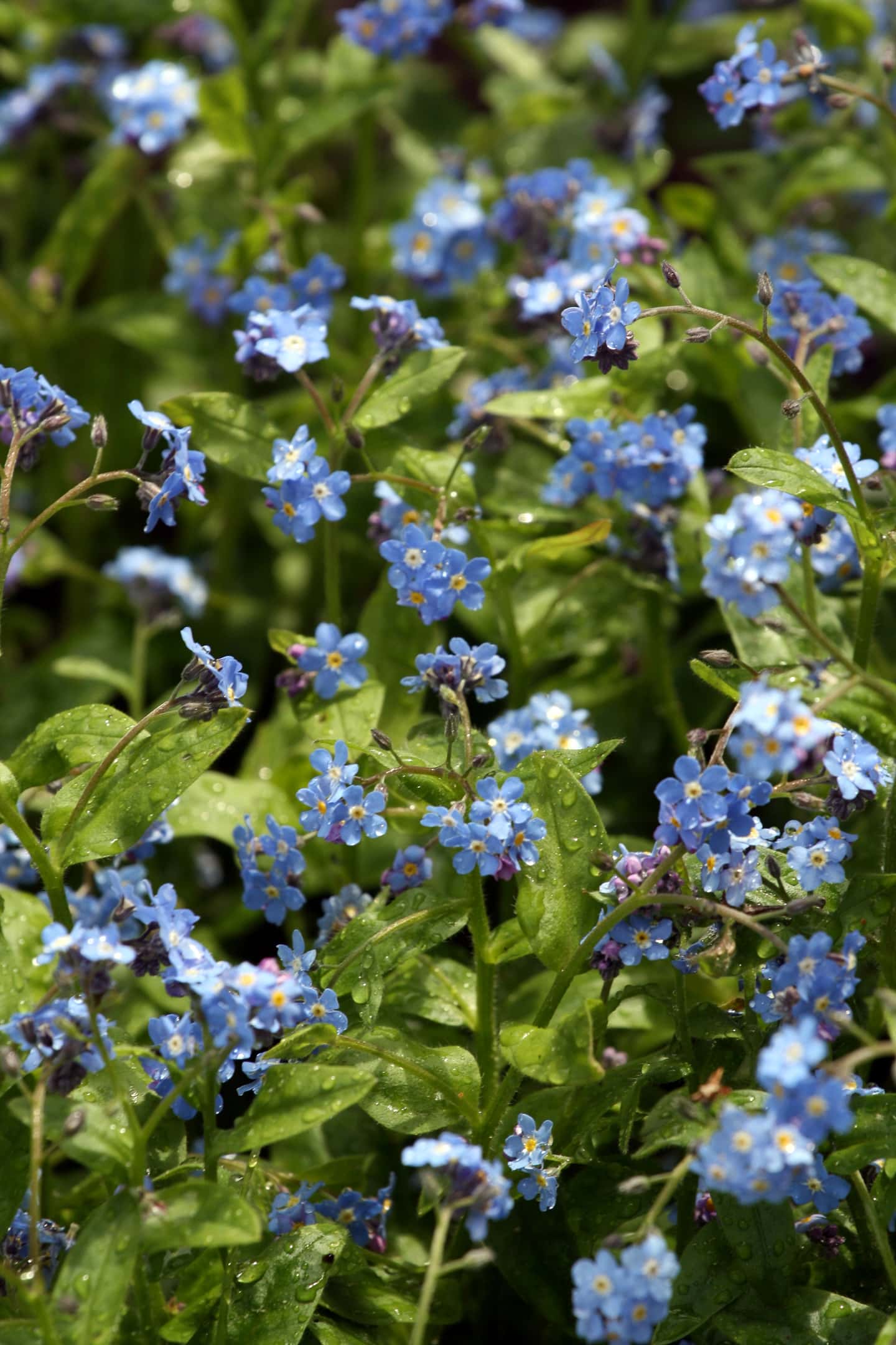 blue forget me not flowers