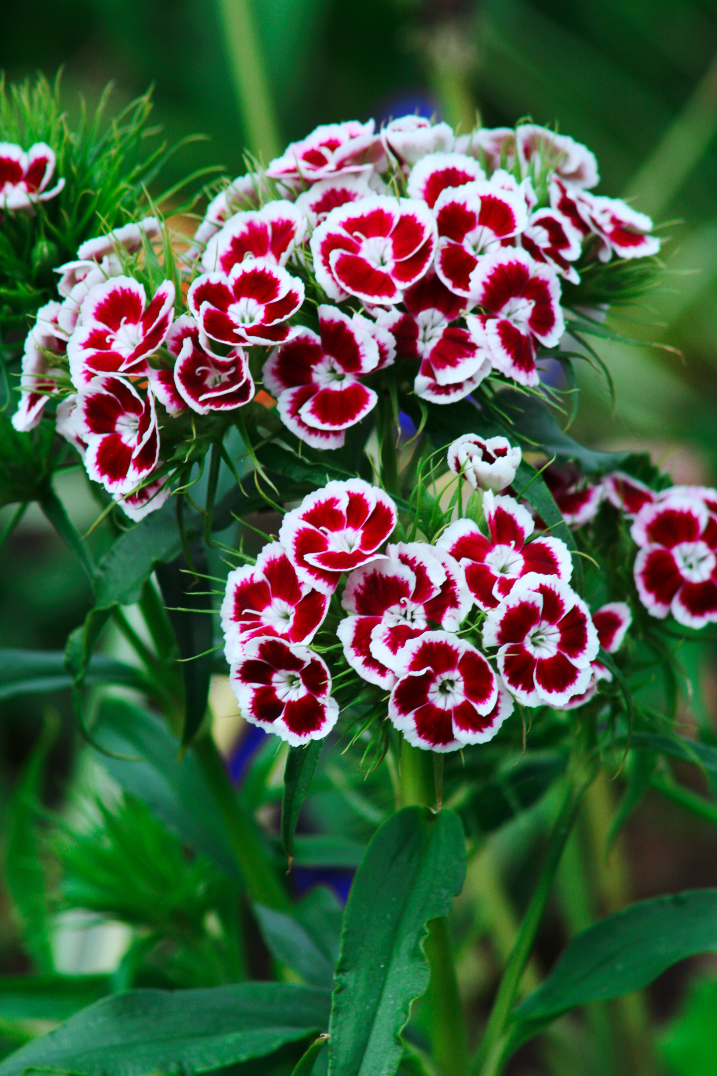 sweet william flowers
