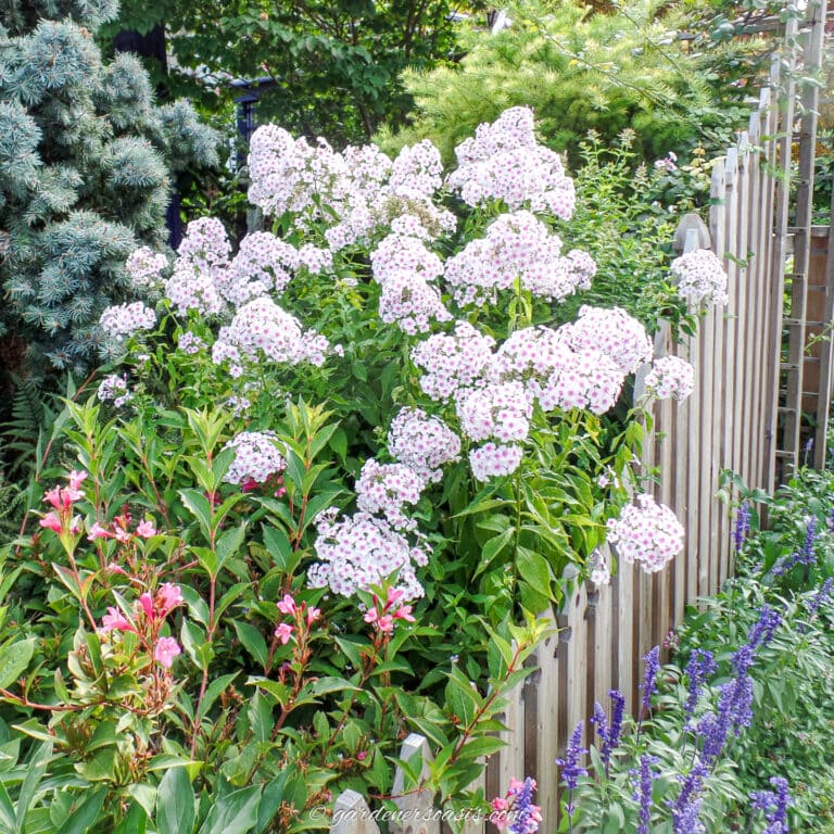 tall garden phlox blooming in a cottage garden