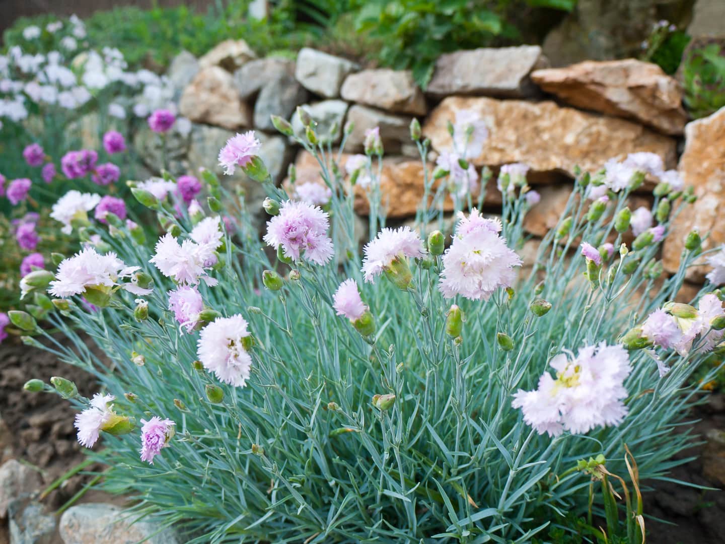 Pink Dianthus flowers in front of a stone wall