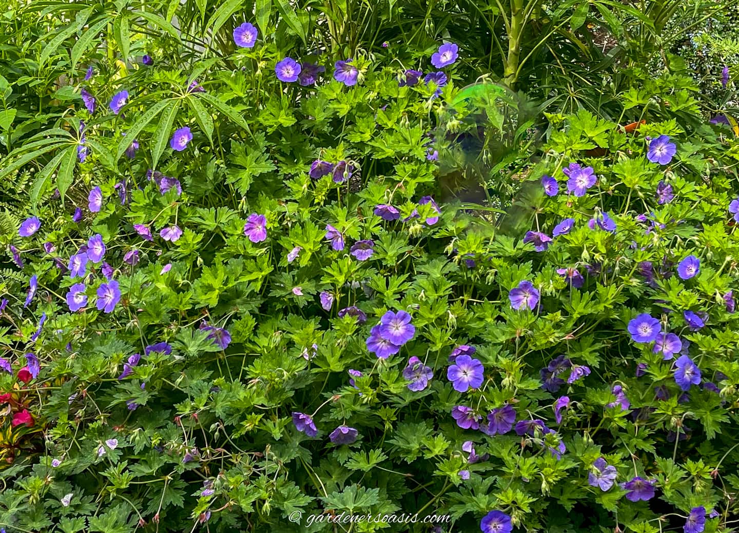 Perennial geraniums blooming in the garden