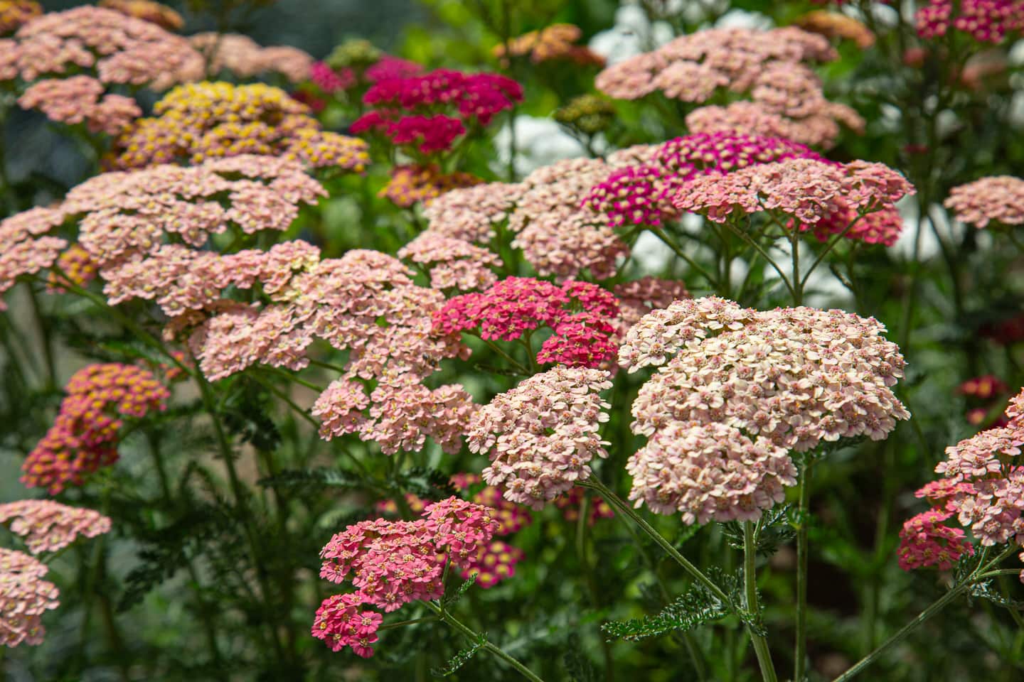 Pink and red yarrow flowers