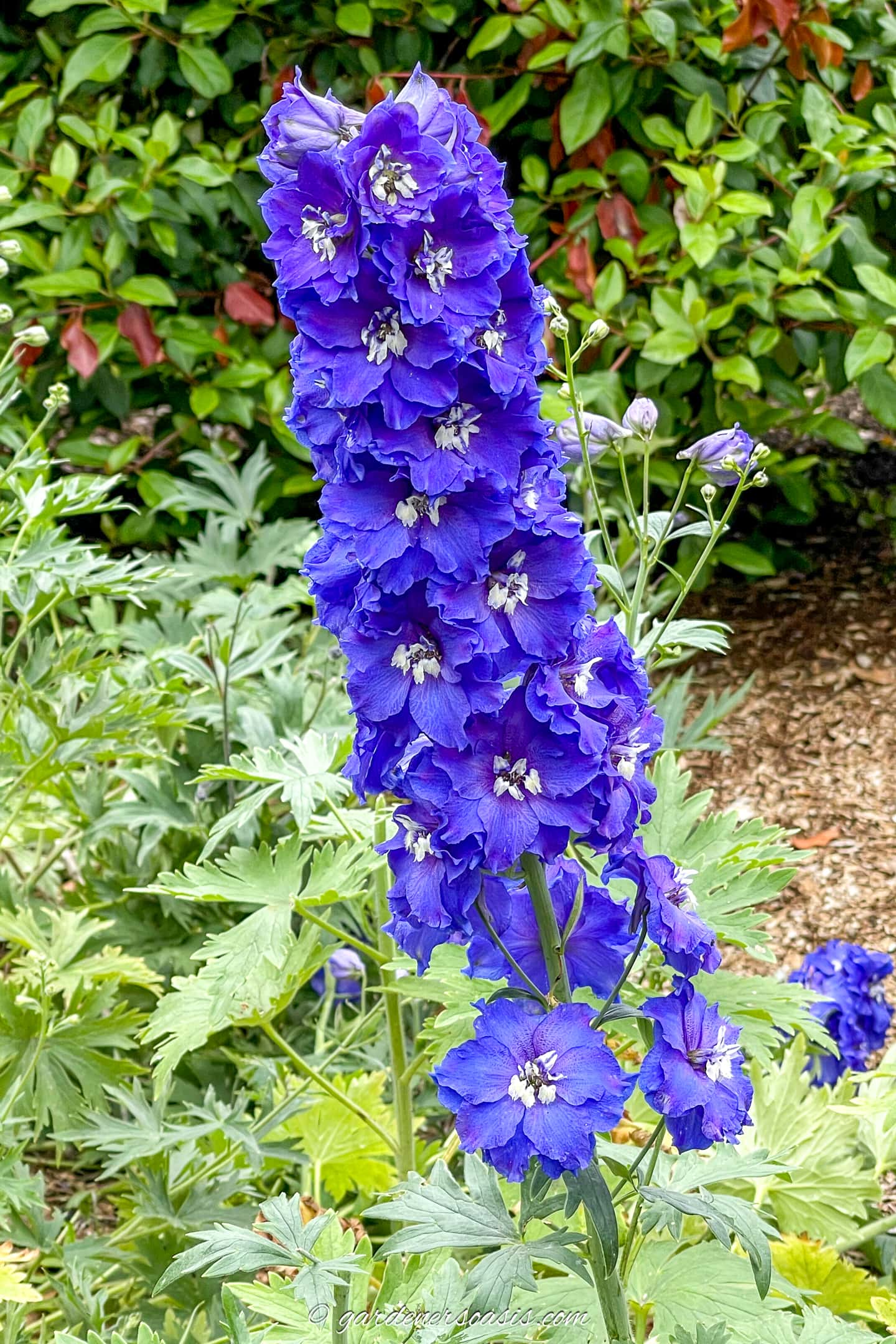 dark purple blue delphinium flower