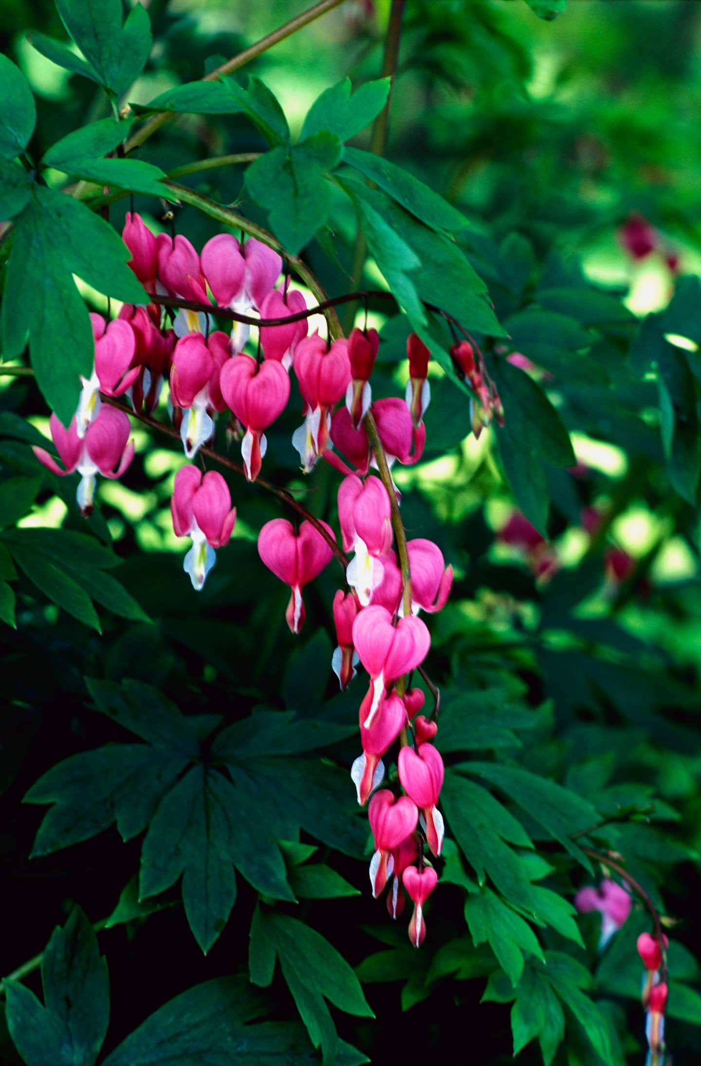 Pink Bleeding Heart flowers