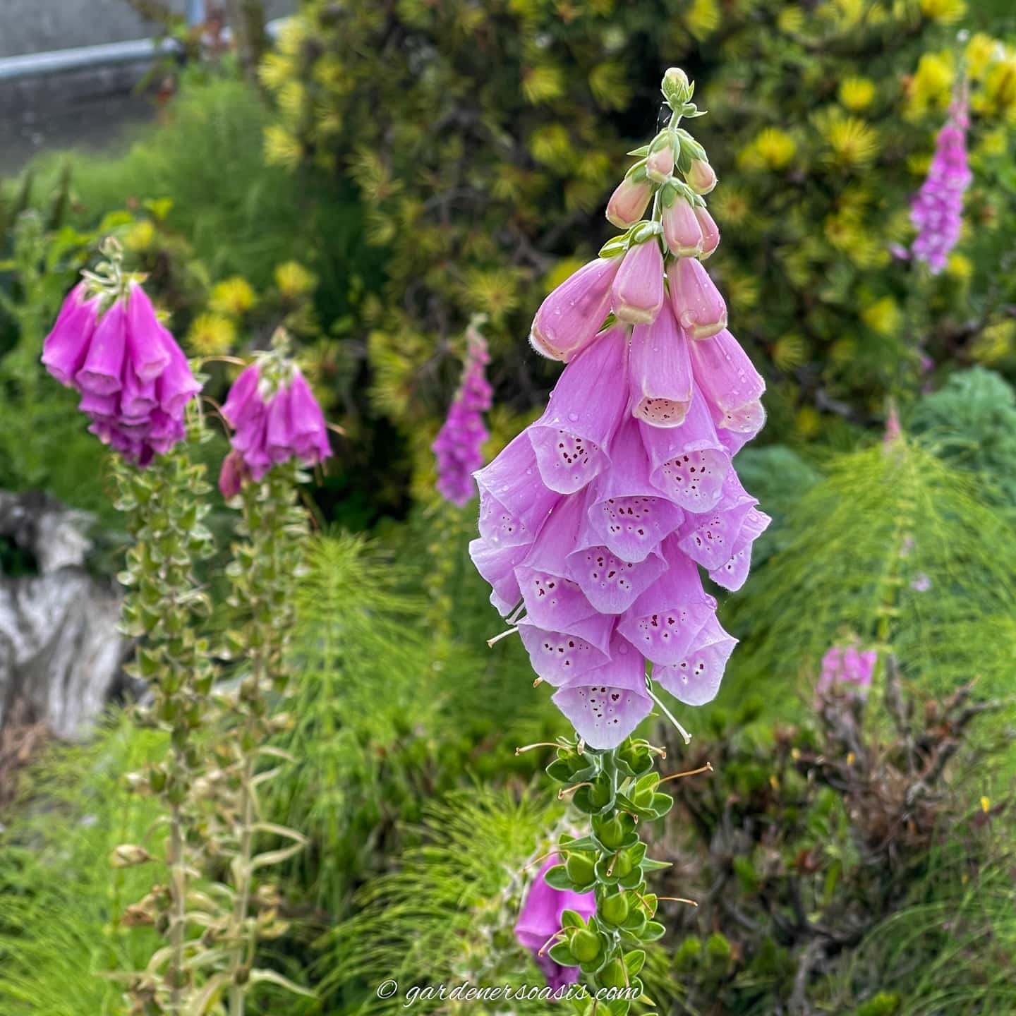 pink foxglove flowers in a garden