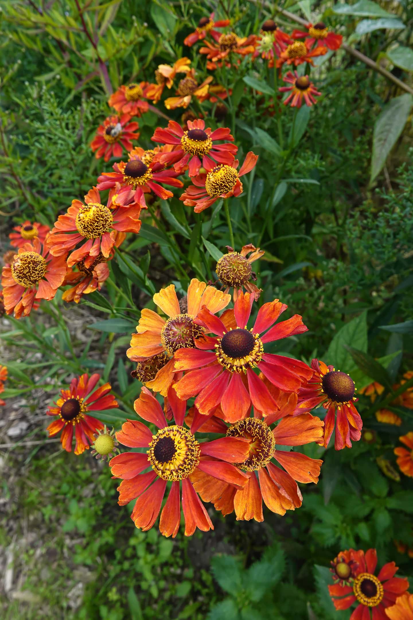 Orange Helenium flowers