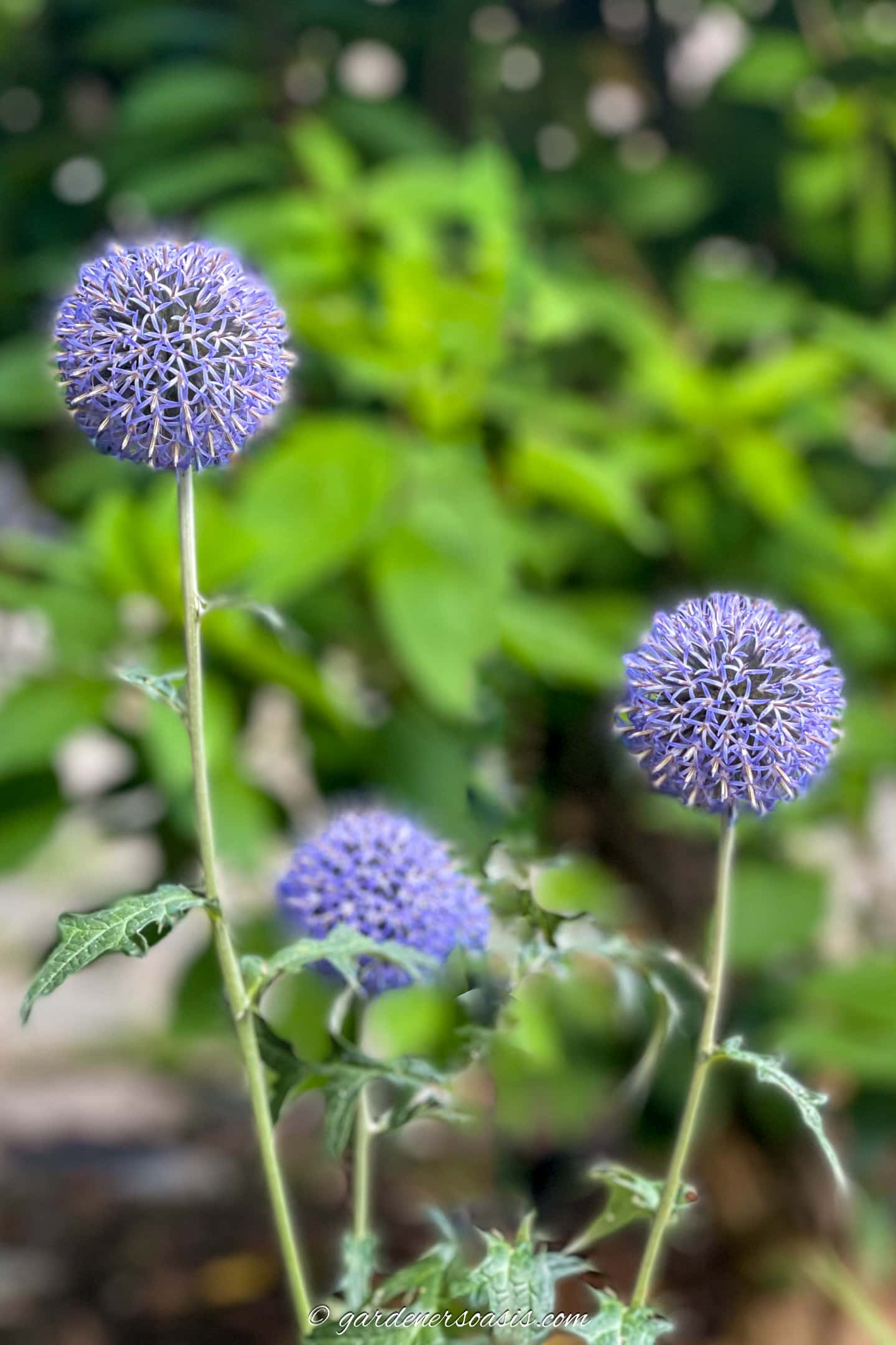 purple-blue globe thistle flowers
