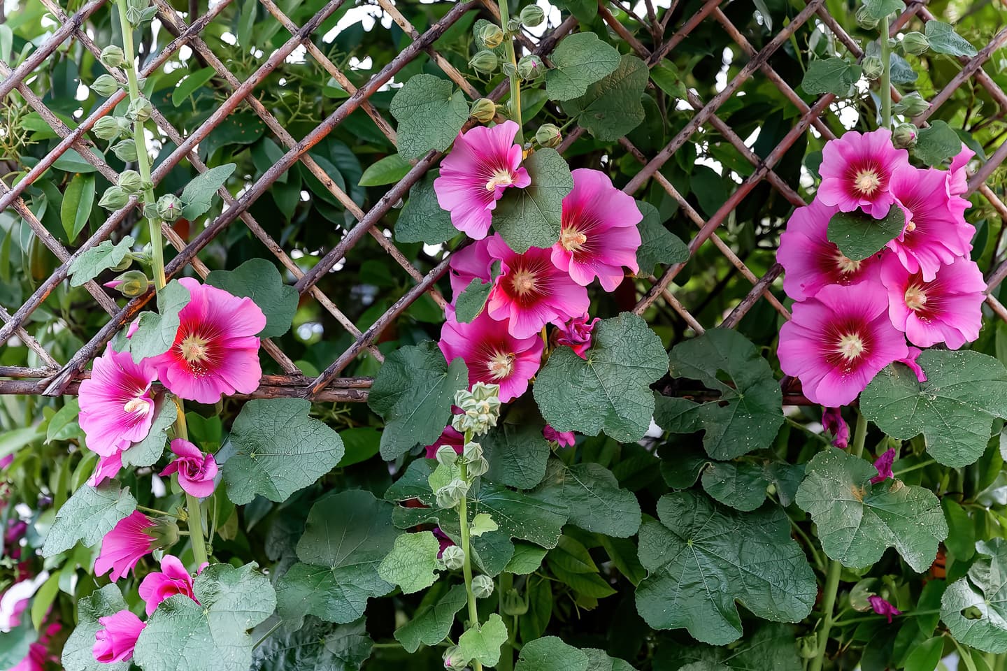 fuschia hollyhock flowers in the garden