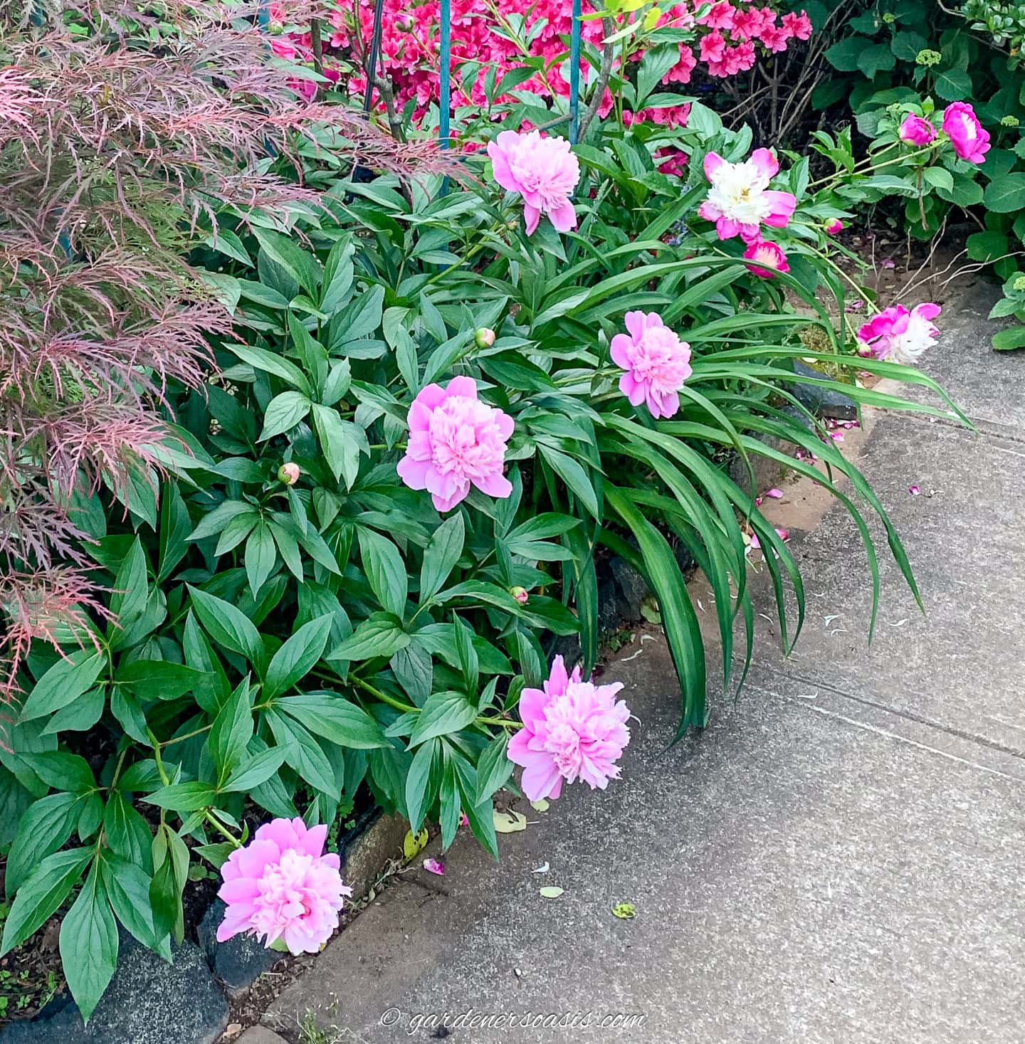 Pink peonies growing with daylilies in a cottage garden border
