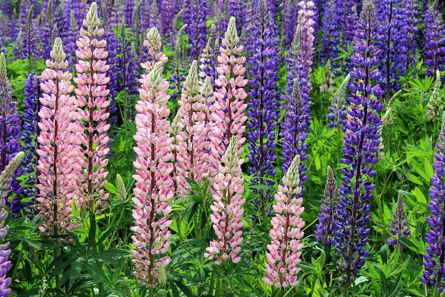 pink and purple lupines