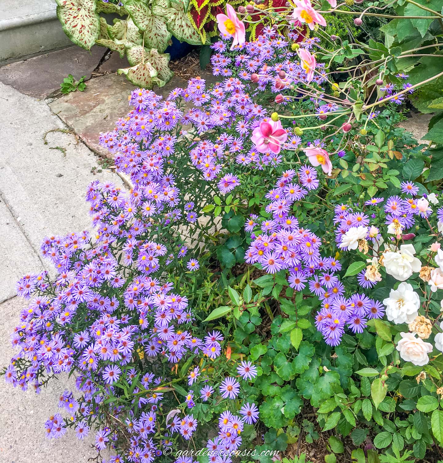 Asters blooming with roses and anemones in a cottage garden