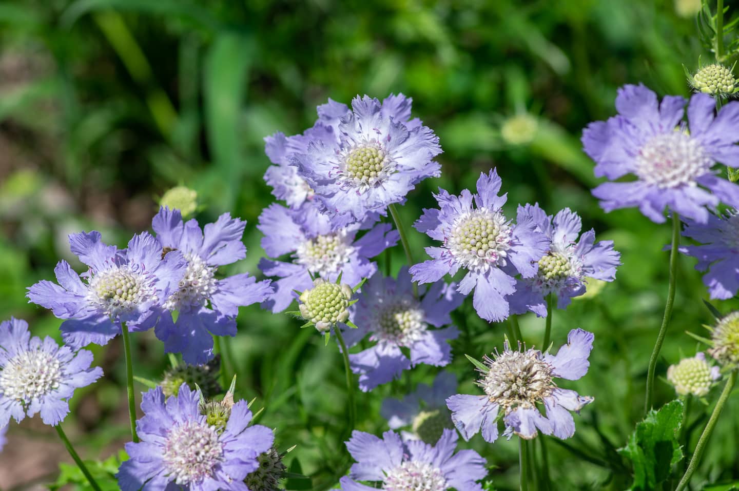 lavender scabiosa flowers