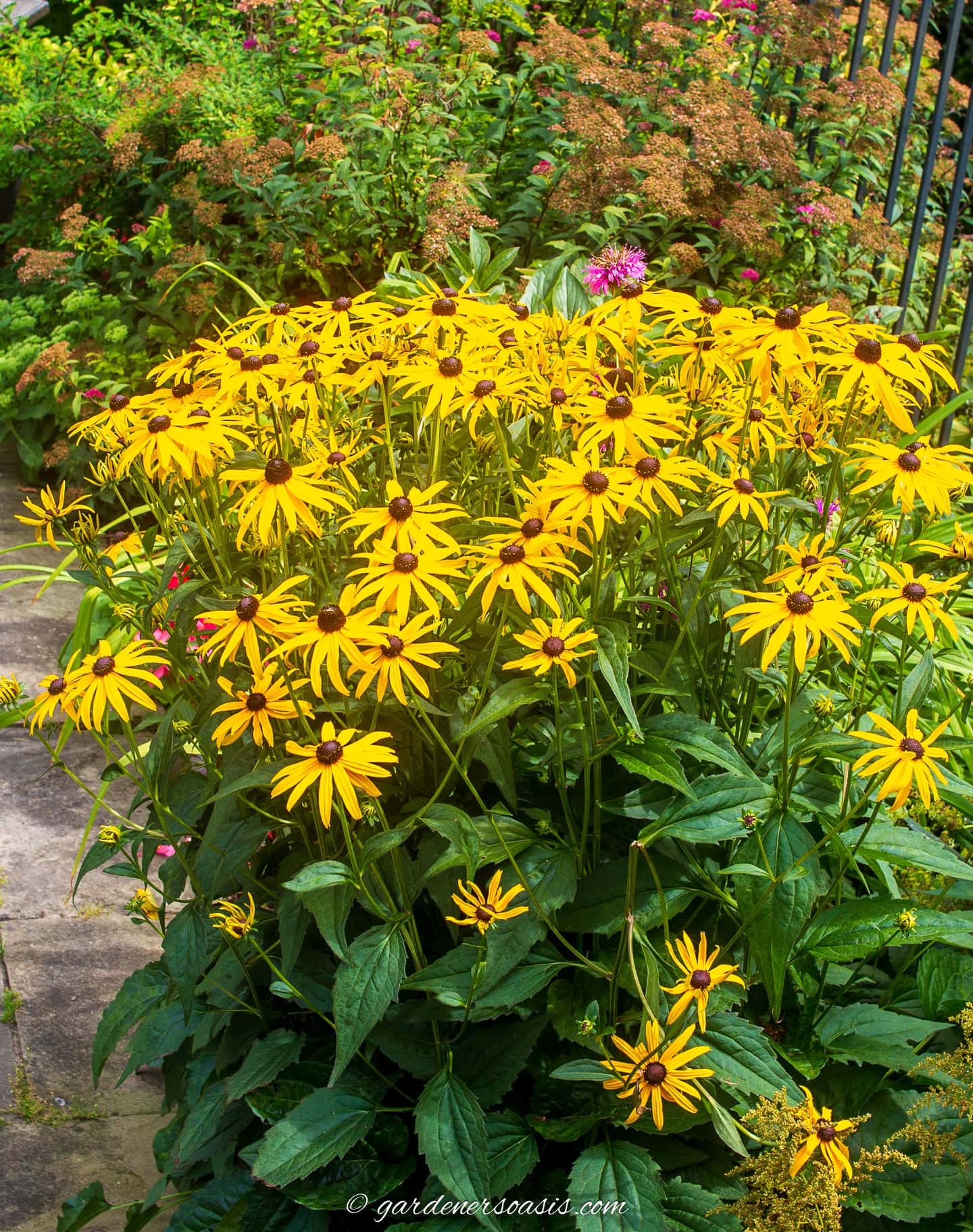 black-eyed susan in a cottage garden