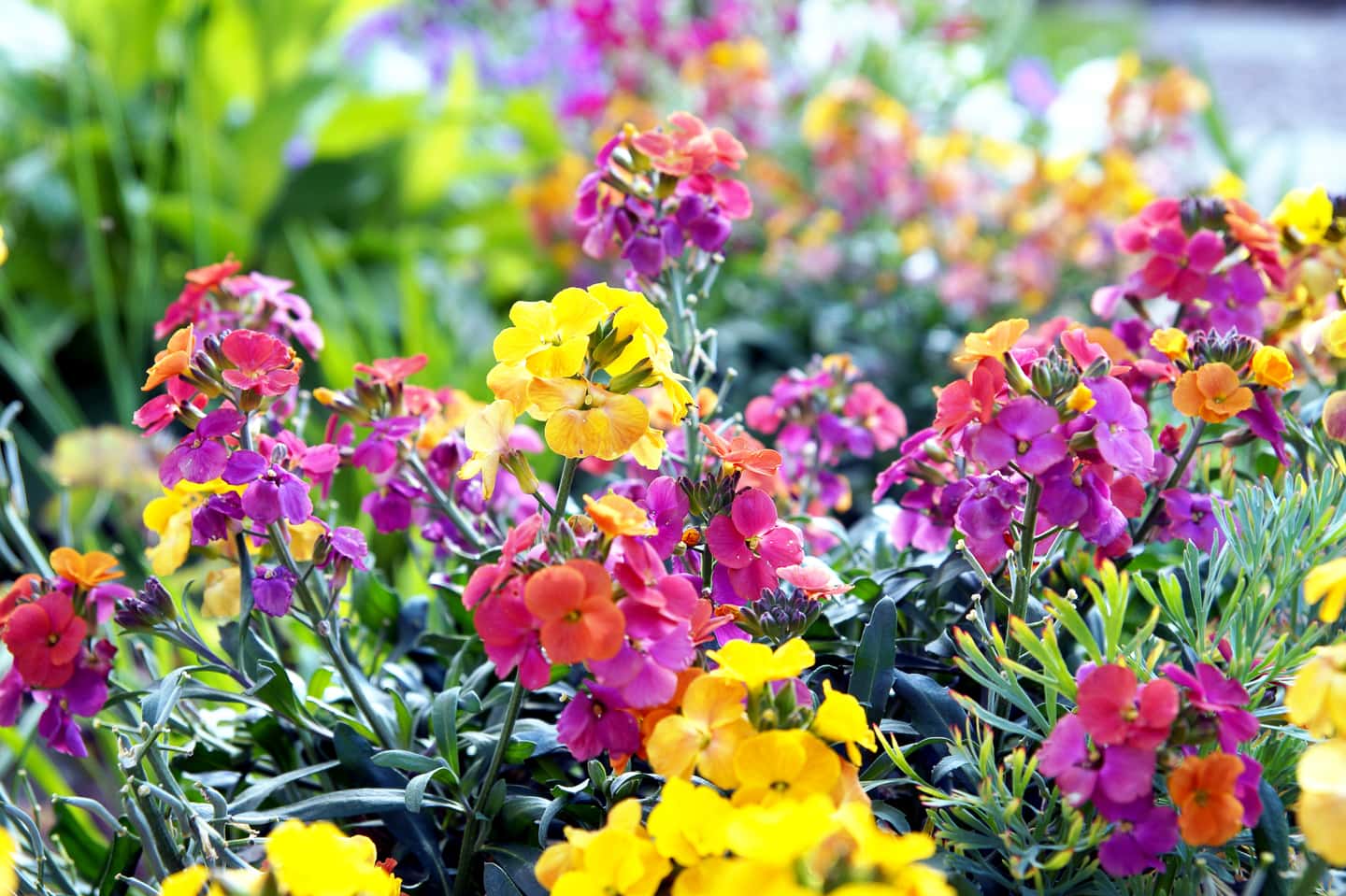 yellow and pink wallflowers