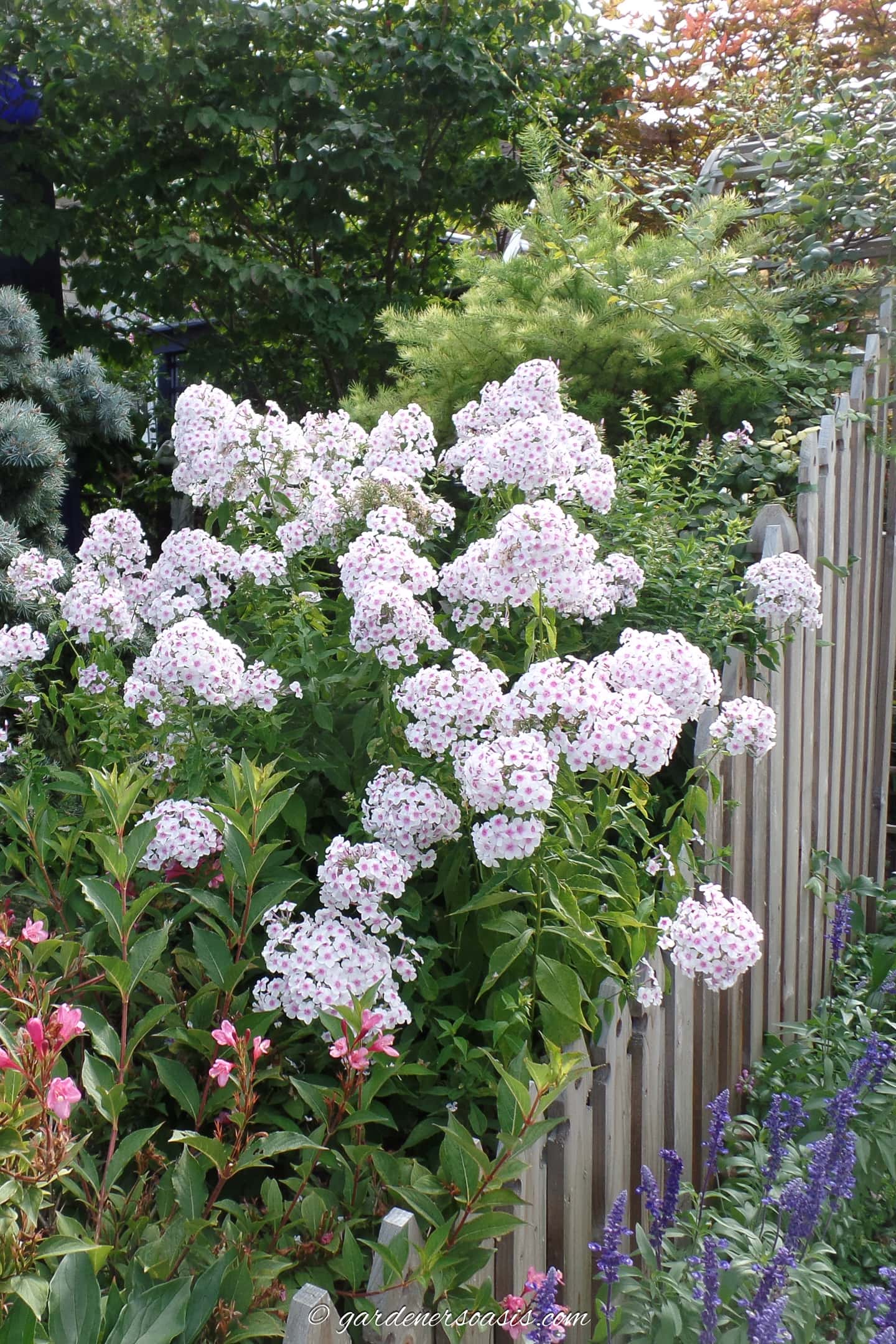 tall garden phlox blooming along a picket fence with salvia