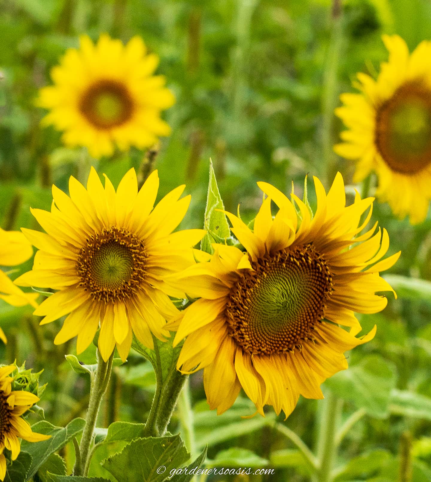 sunflowers blooming in the garden