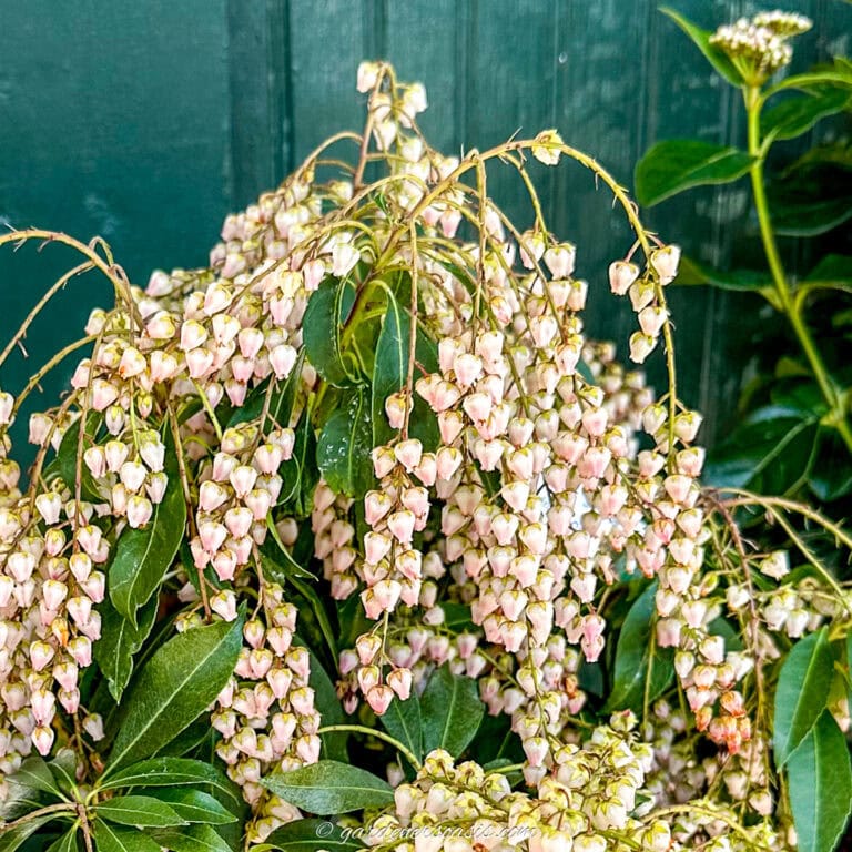 Pinkish white flowers of Pieris japonica