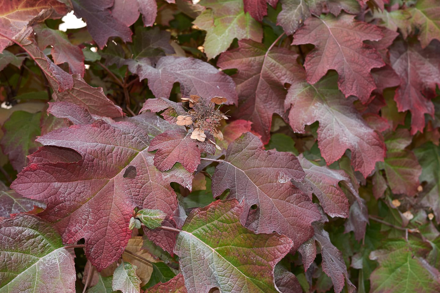 Hydrangea quercifolia fall foliage
