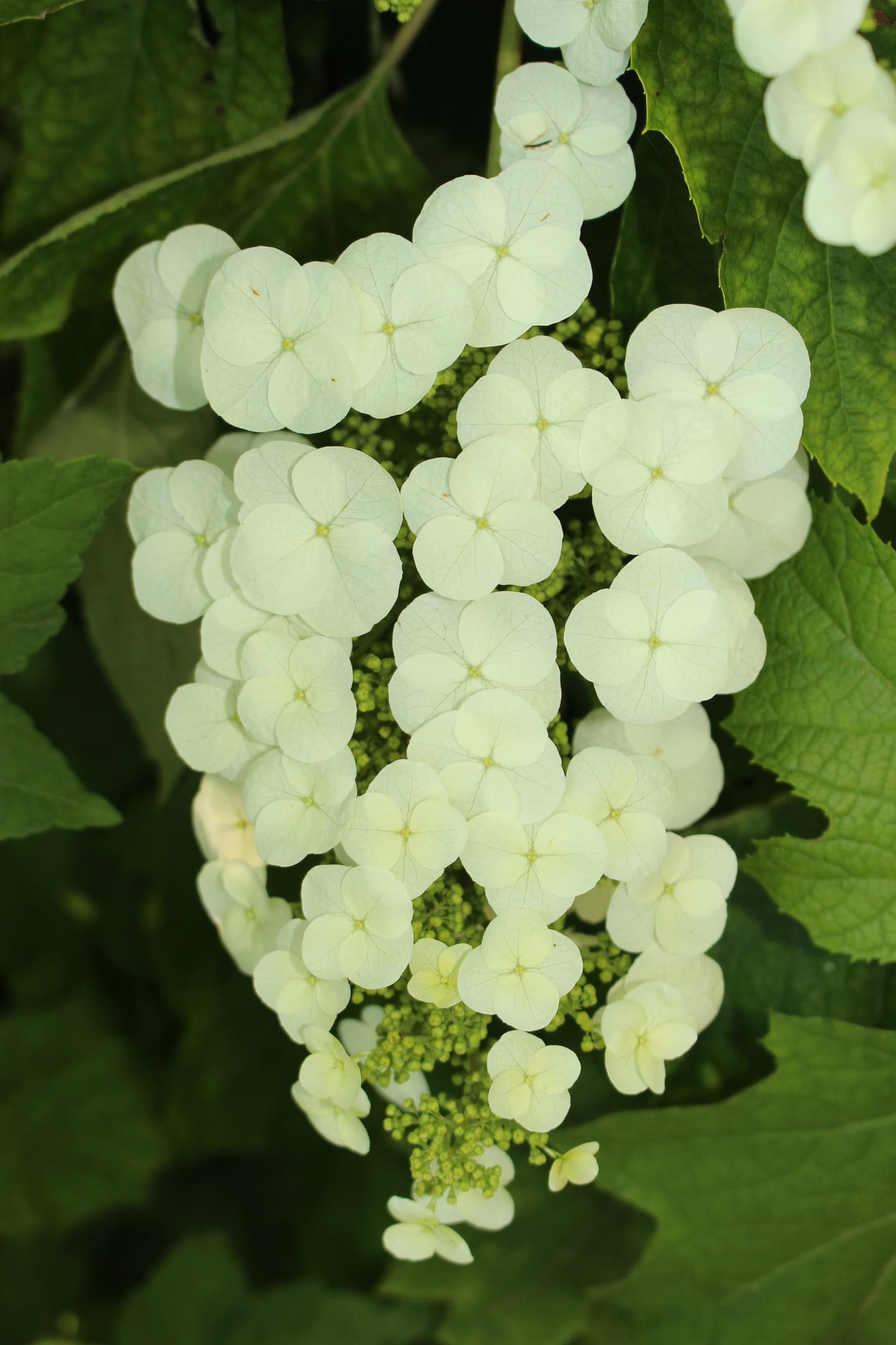 Oakleaf Hydrangea flower