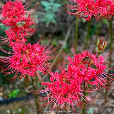 spider lilies