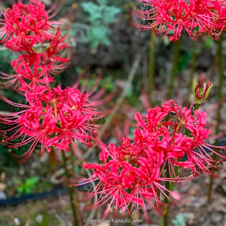 spider lilies