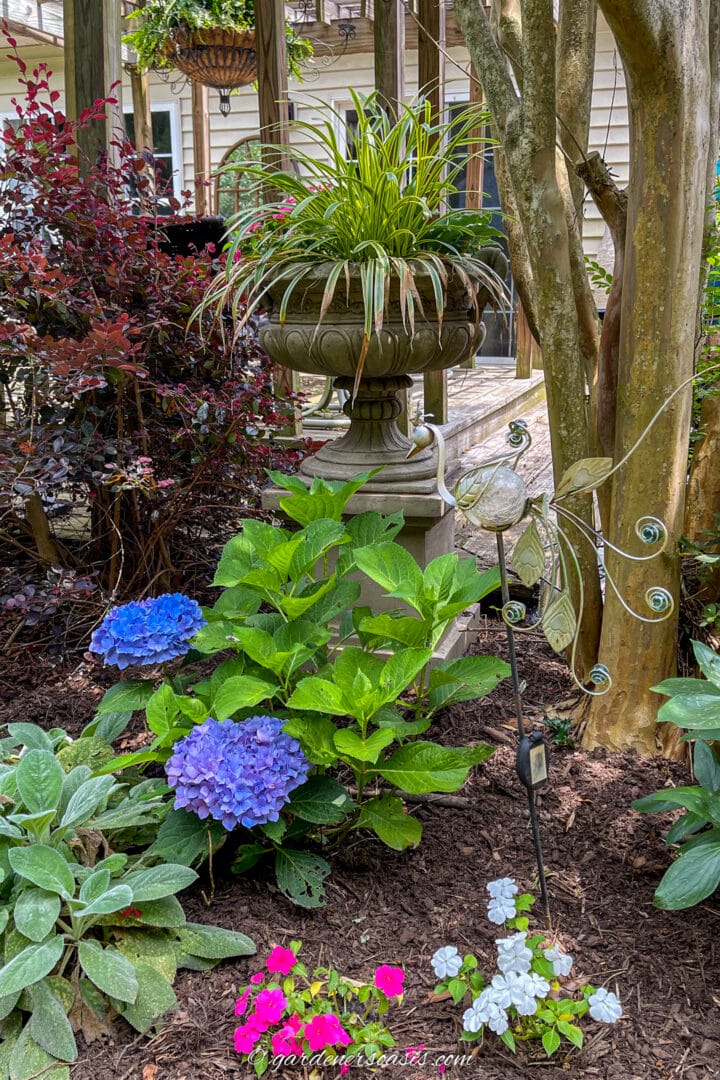 urn with annuals growing behind a hydrangea, Lambs Ears and impatiens