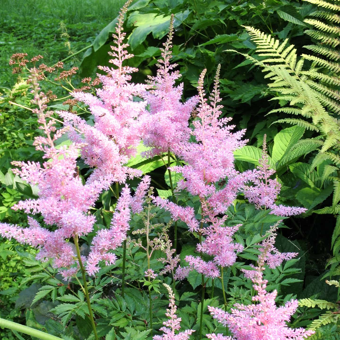Close up of pink astilbe flowers