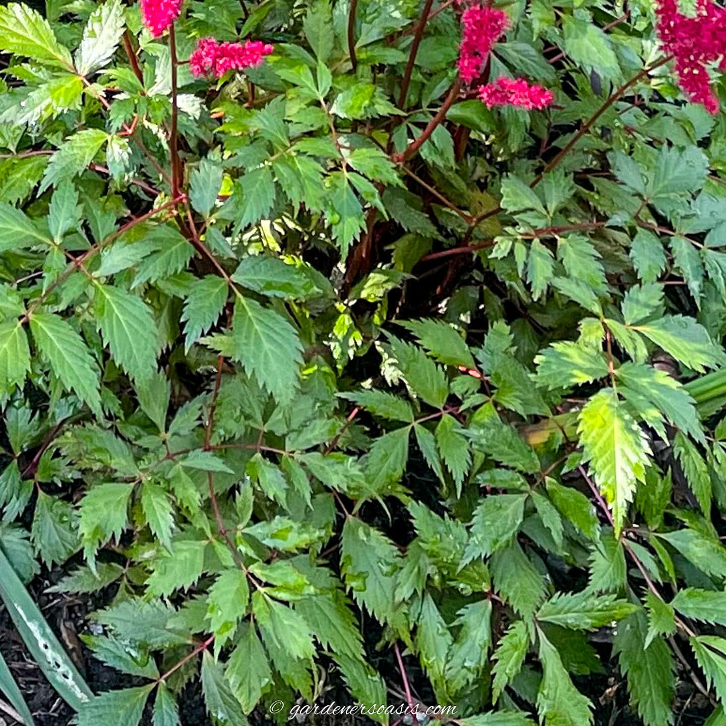 close up of astilbe leaves