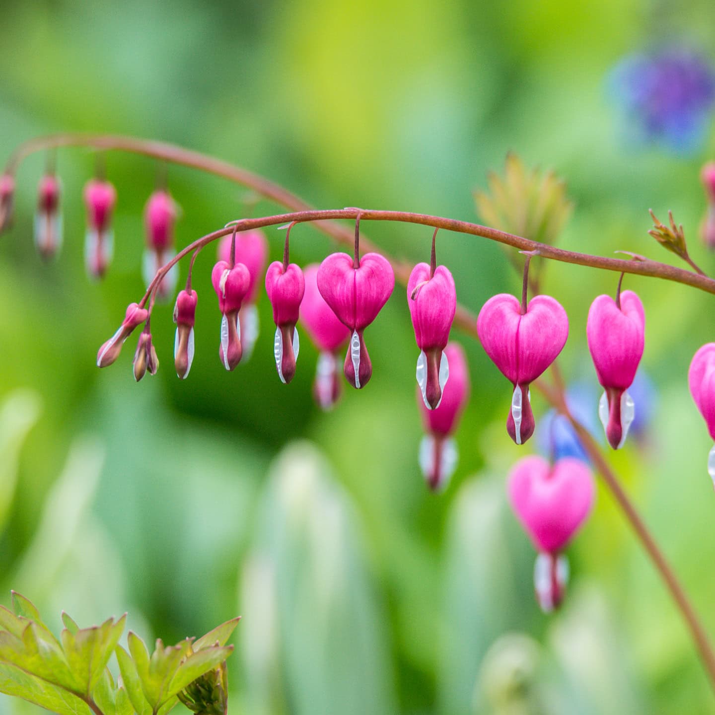 close up of bleeding heart flowers