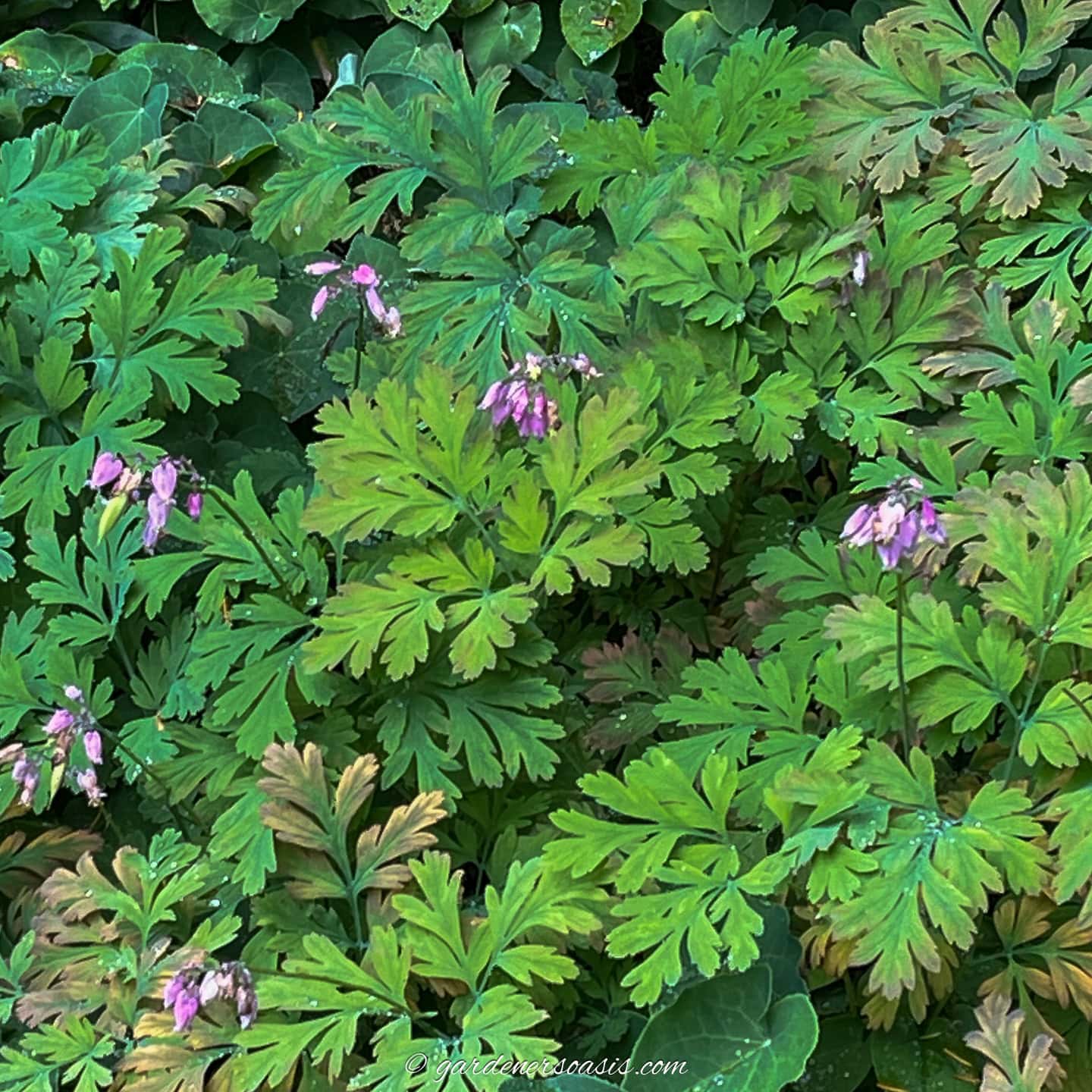 A close up of bleeding heart leaves