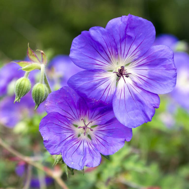 cranesbill 'Rosanne'