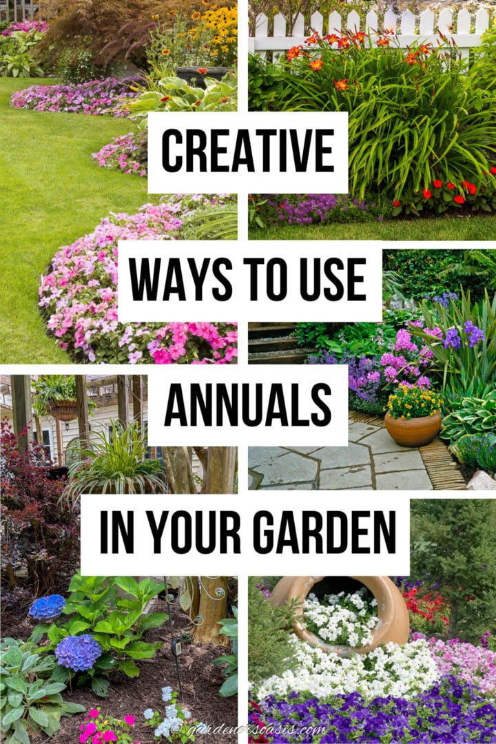 creative ways to use annuals in the garden