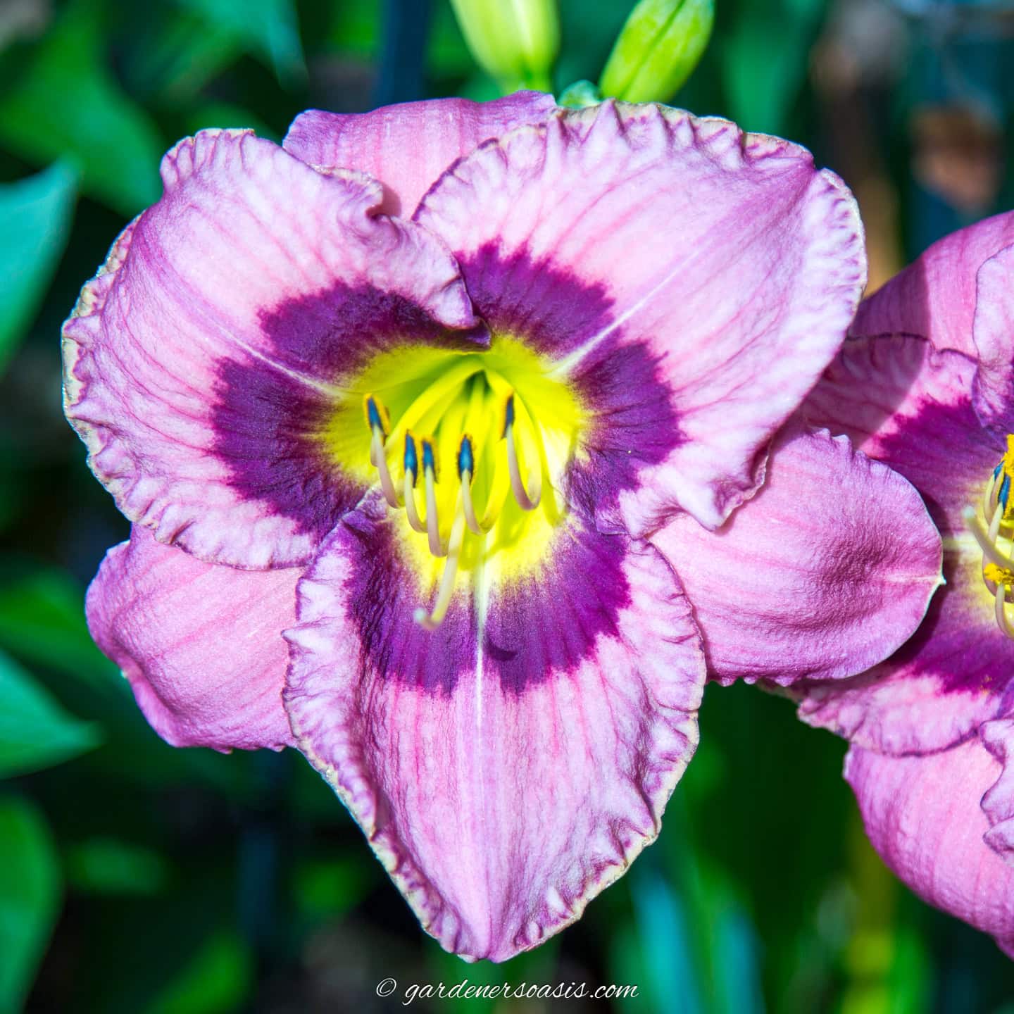 close up of a purple daylily flower