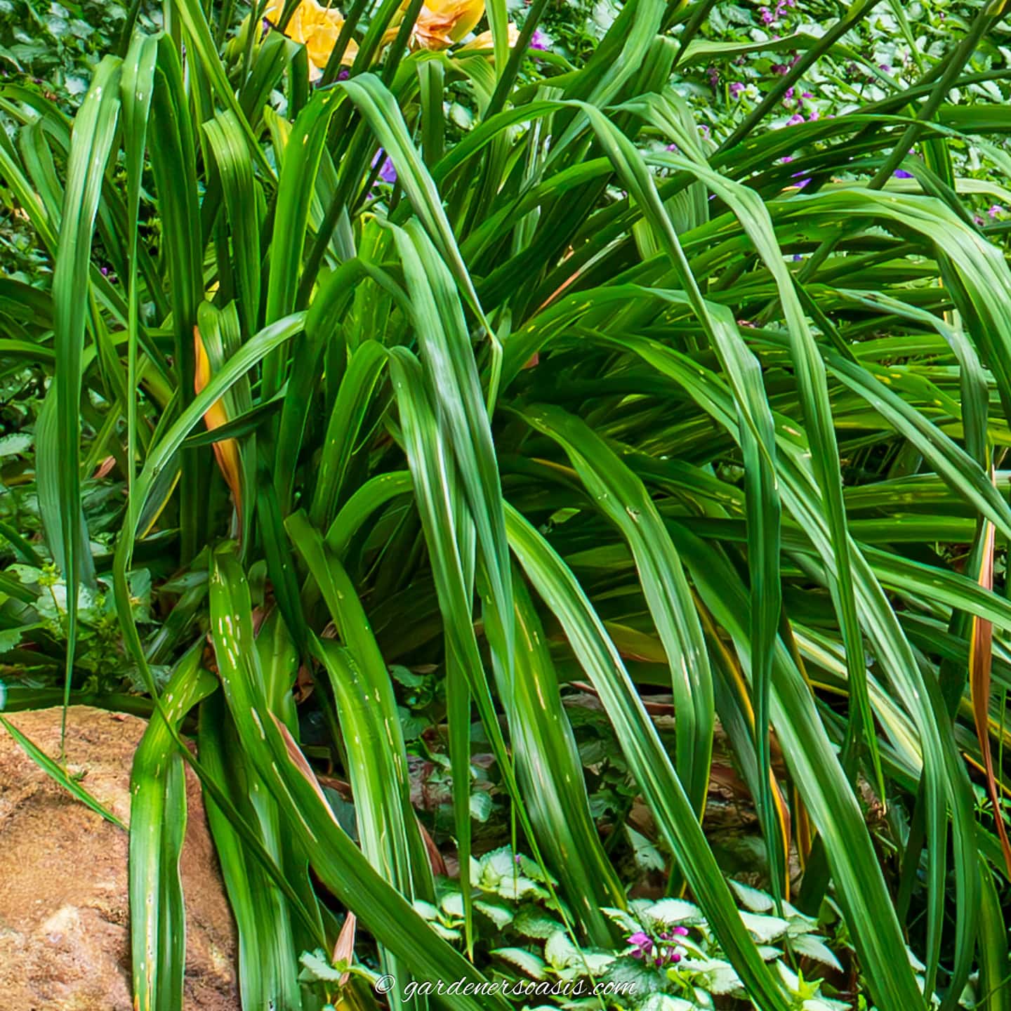close up of daylily foliage