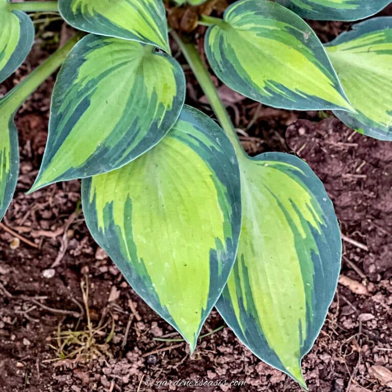 Hosta variety - 'June'