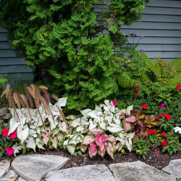 how to use annuals in the garden