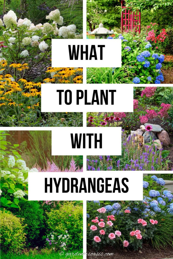 What to plant with Hydrangeas