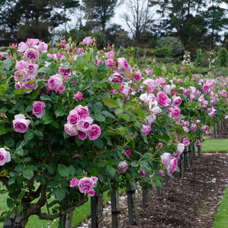 tree roses growing as a hedge