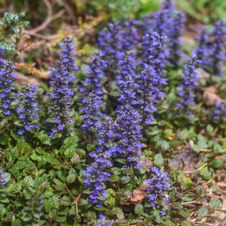 ajuga reptans blue flowers