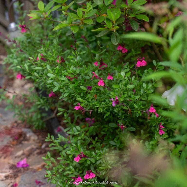 Salvia greggii 'Cold Hardy Pink' in bloom in the fall