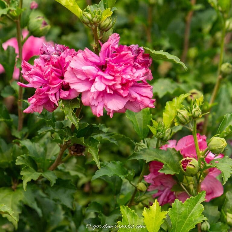 close up of fall blooming shrubs - Rose Of Sharon
