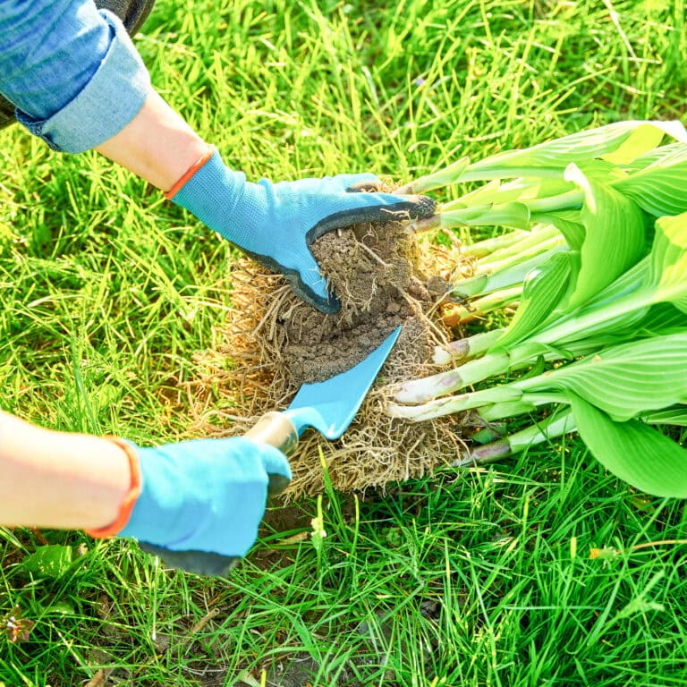 Close up of a Hosta being divided