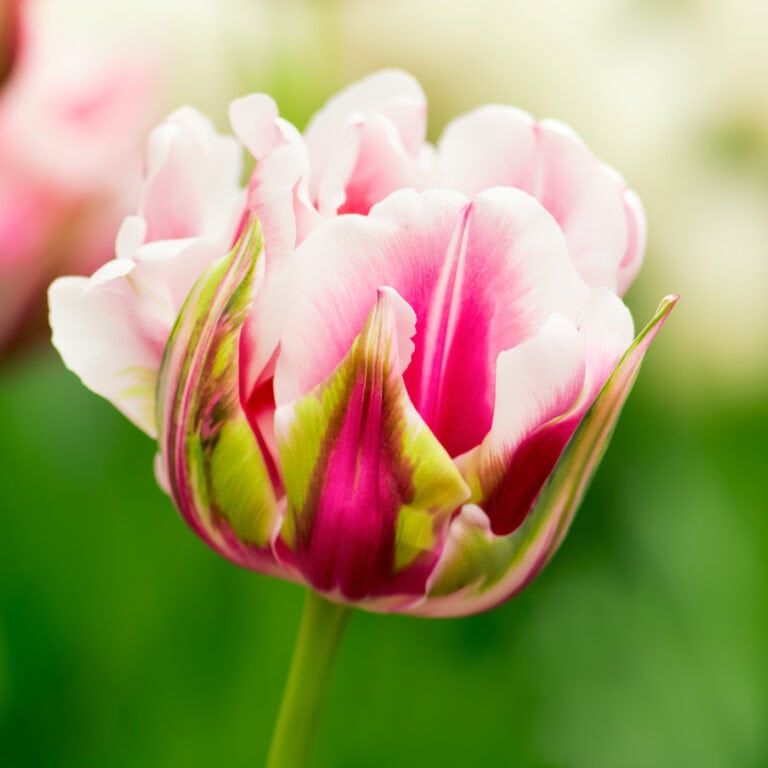pink and green fancy tulips