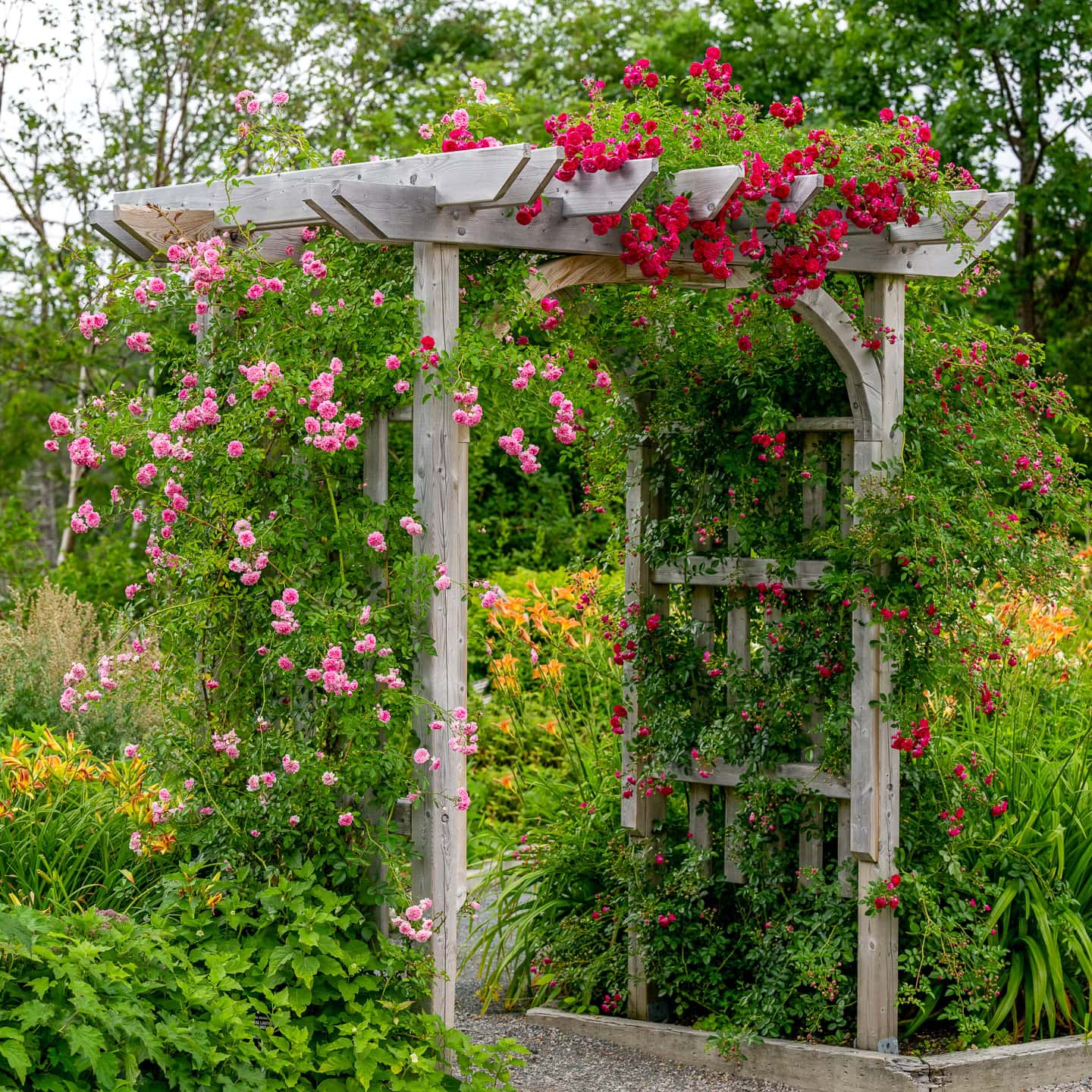 A rectangular wood arbor with pink and red roses growing on it in a cottage garden