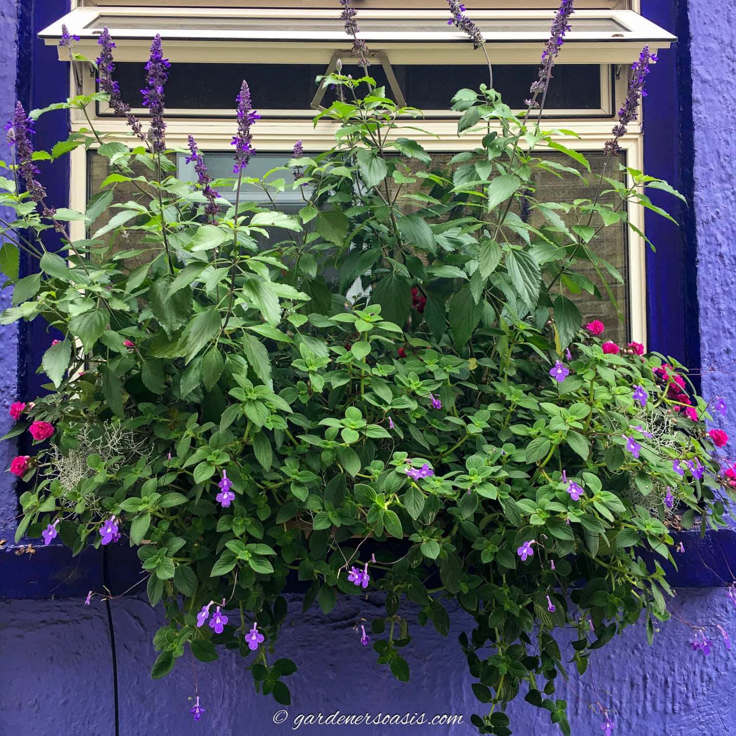 An overflowing window box with purple and red flowers