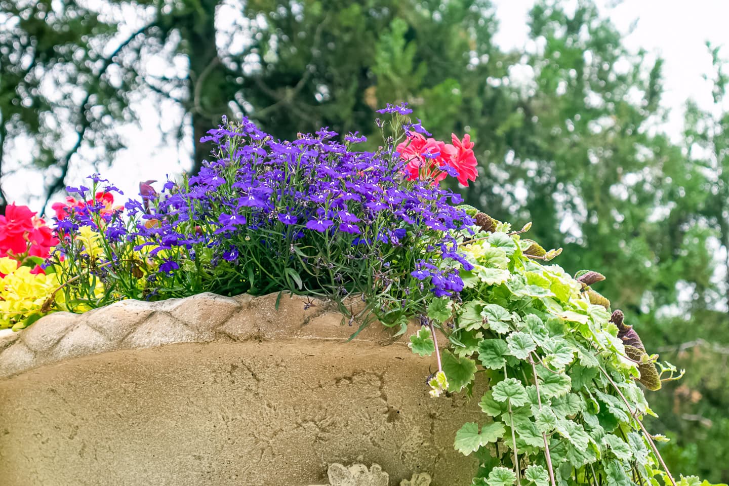 Lobelia blooming in a spring planter